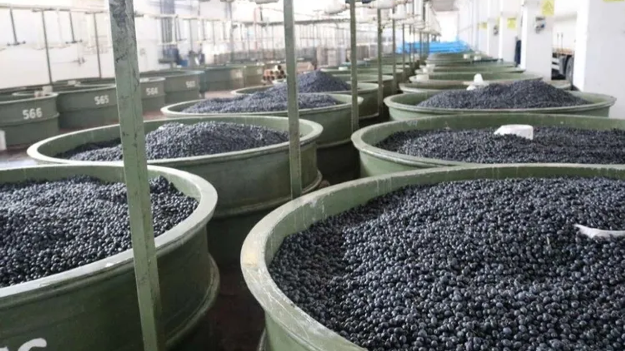 Marmarabirlik’ten zeytinci ortağa 5'inci dilim ödeme