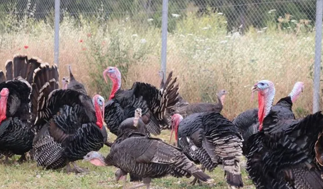 Hindi eti üretimi 9 ayda yüzde 16,7 arttı